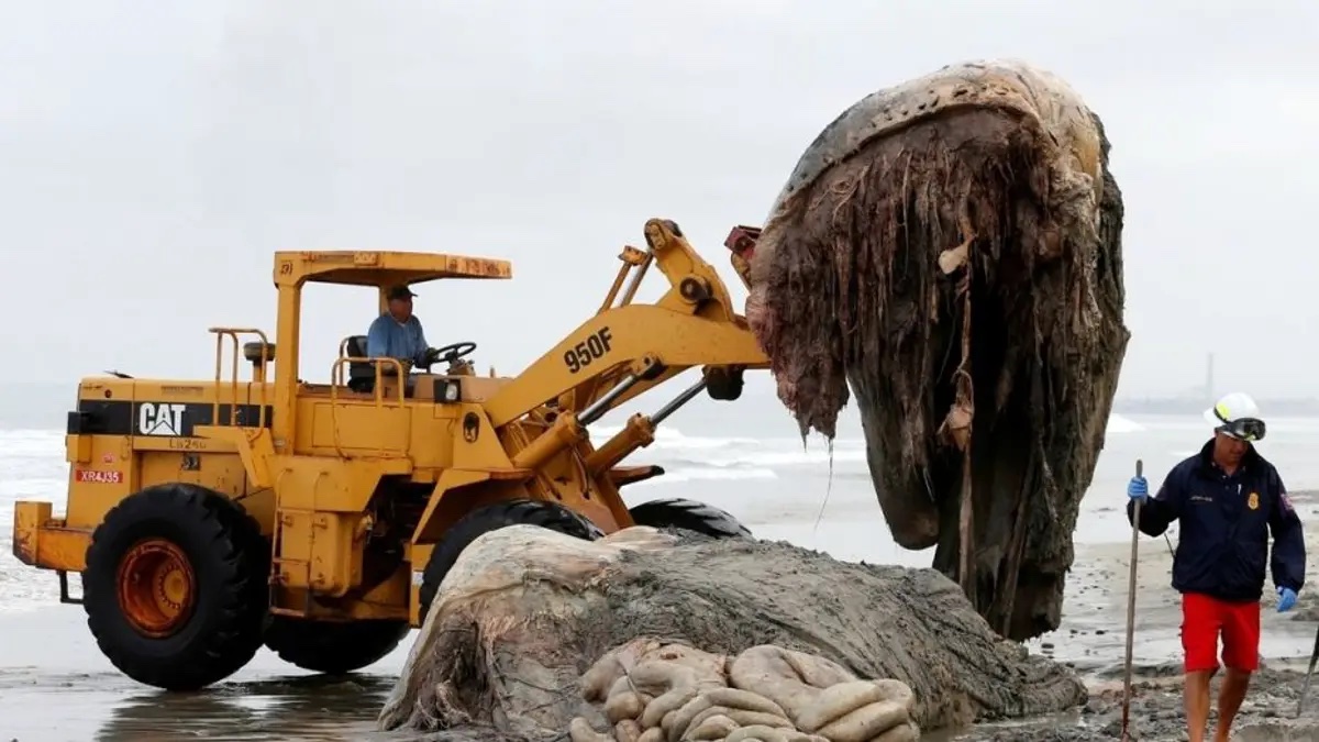 20 Gigantic Disgusting Blobs that Plopped out of the Ocean