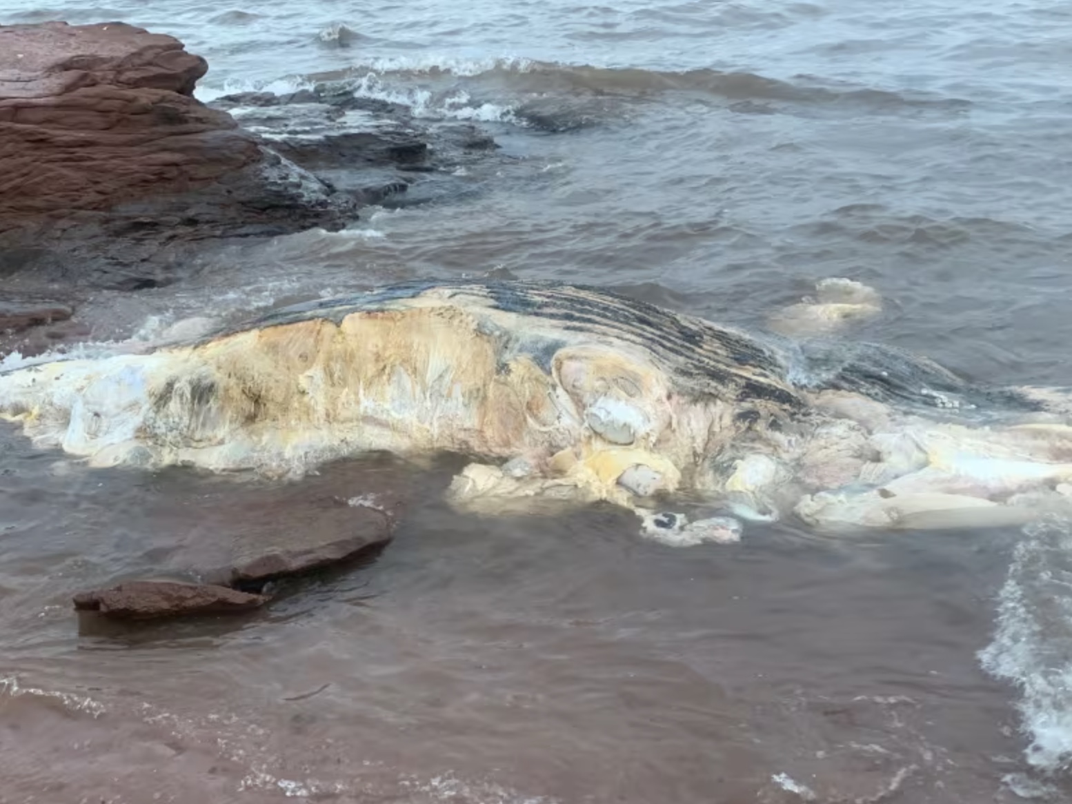 20 Gigantic Disgusting Blobs that Plopped out of the Ocean