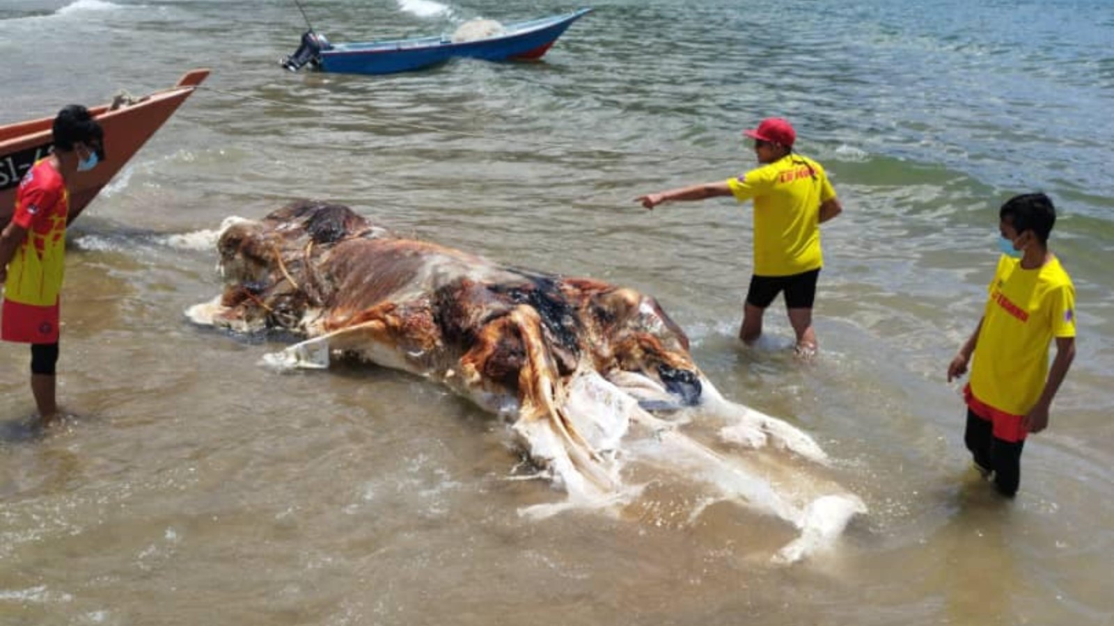 20 Gigantic Disgusting Blobs that Plopped out of the Ocean