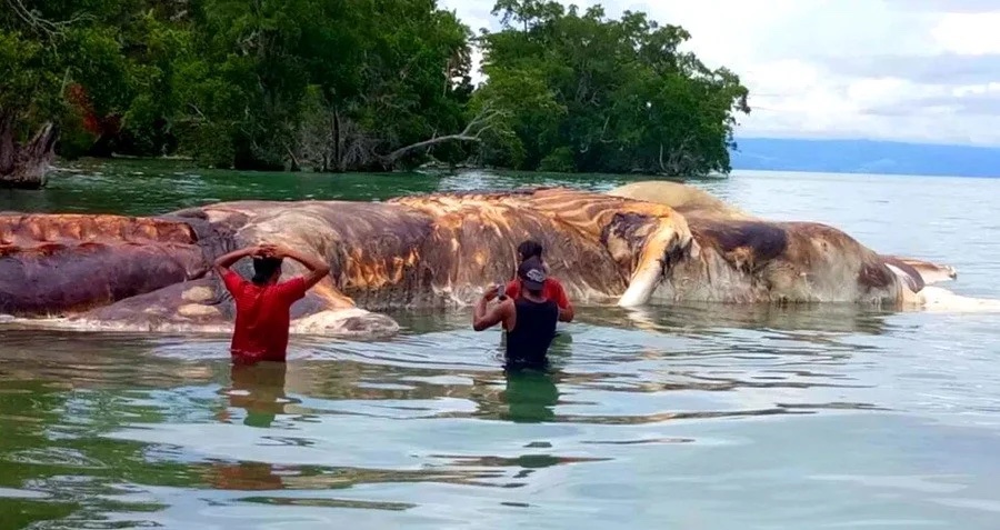 20 Gigantic Disgusting Blobs that Plopped out of the Ocean