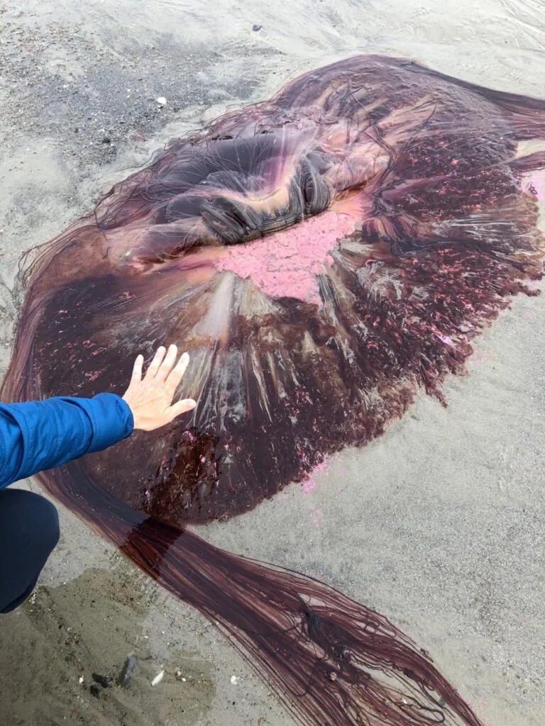 20 Gigantic Disgusting Blobs that Plopped out of the Ocean