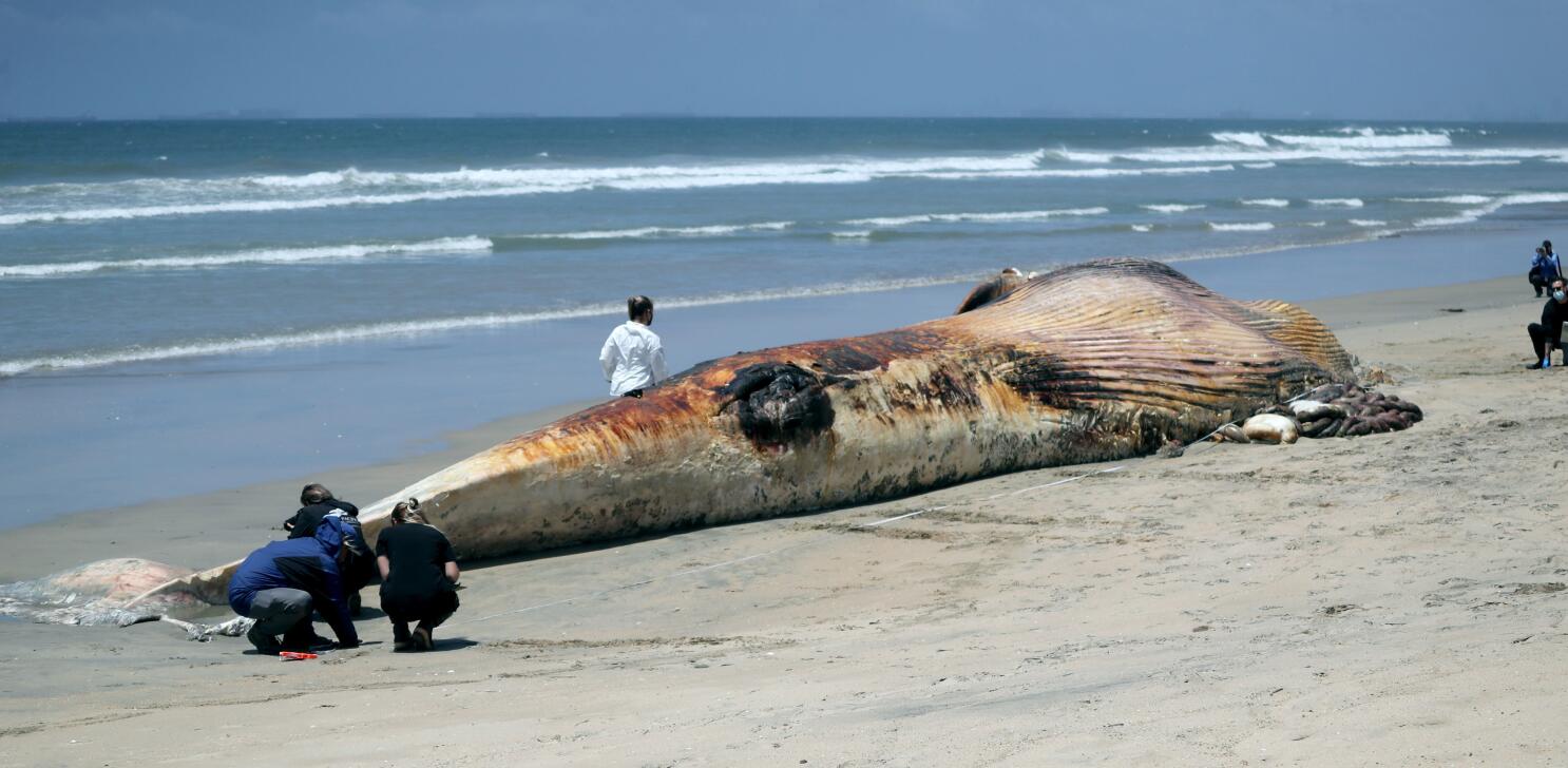 20 Gigantic Disgusting Blobs that Plopped out of the Ocean