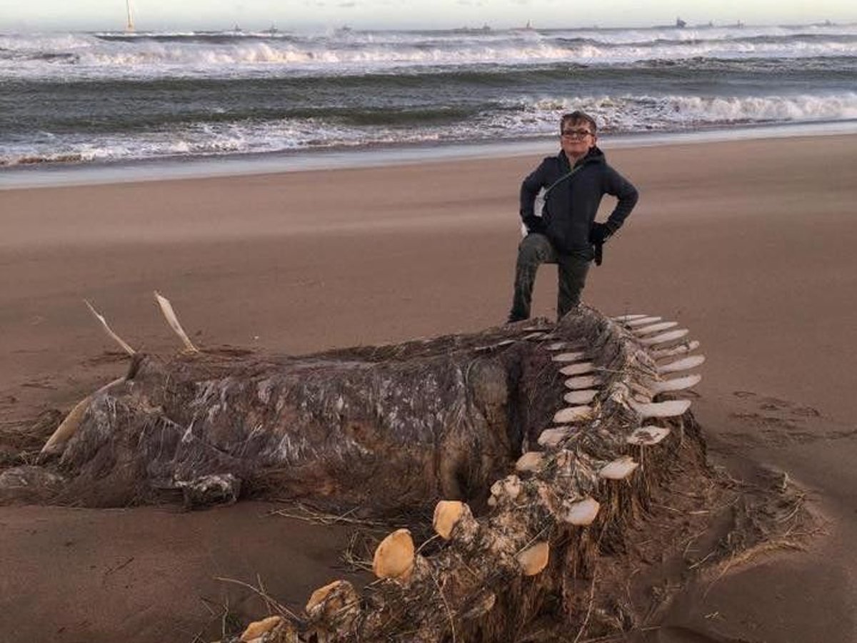 20 Gigantic Disgusting Blobs that Plopped out of the Ocean