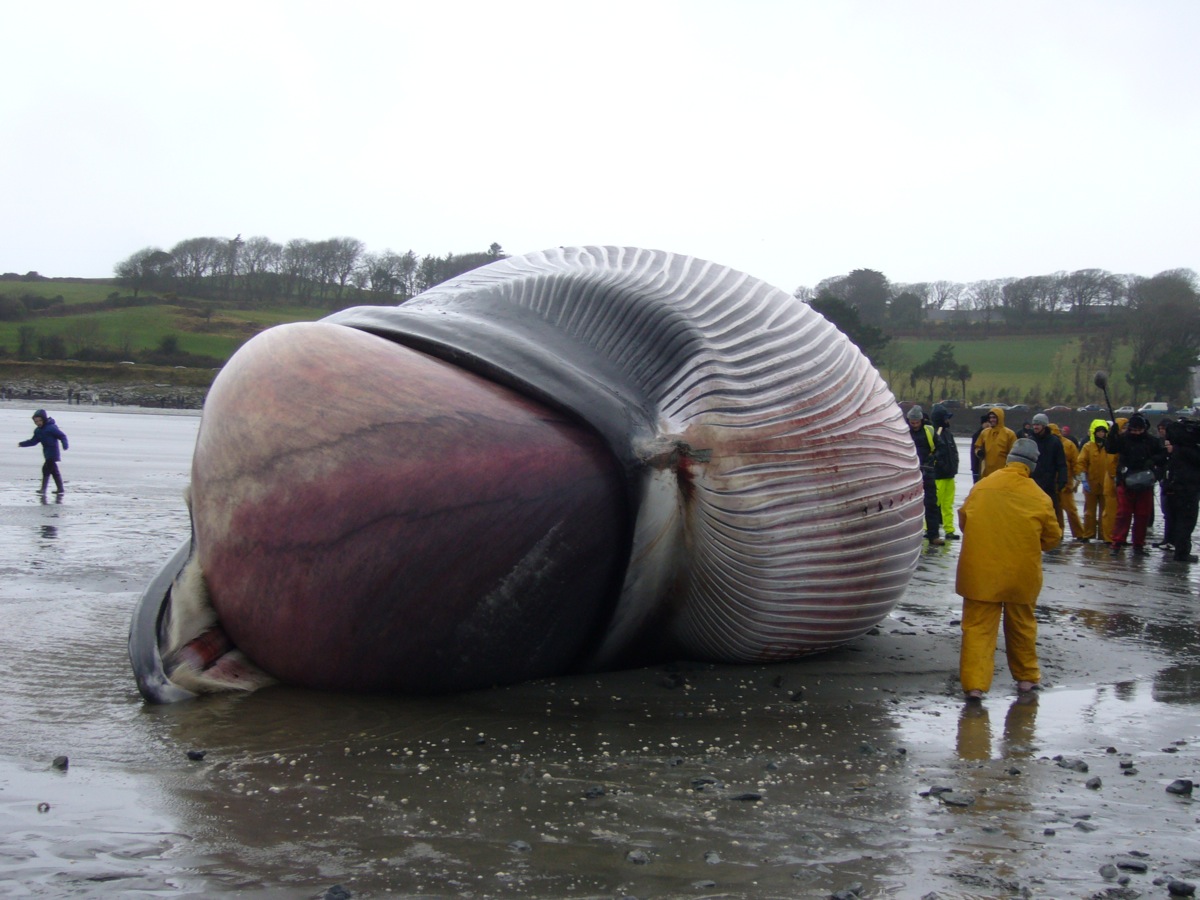 20 Gigantic Disgusting Blobs that Plopped out of the Ocean