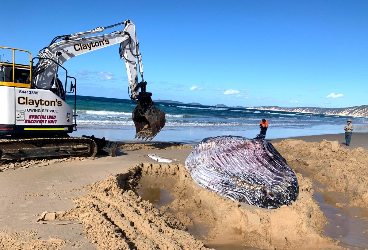 20 Gigantic Disgusting Blobs that Plopped out of the Ocean