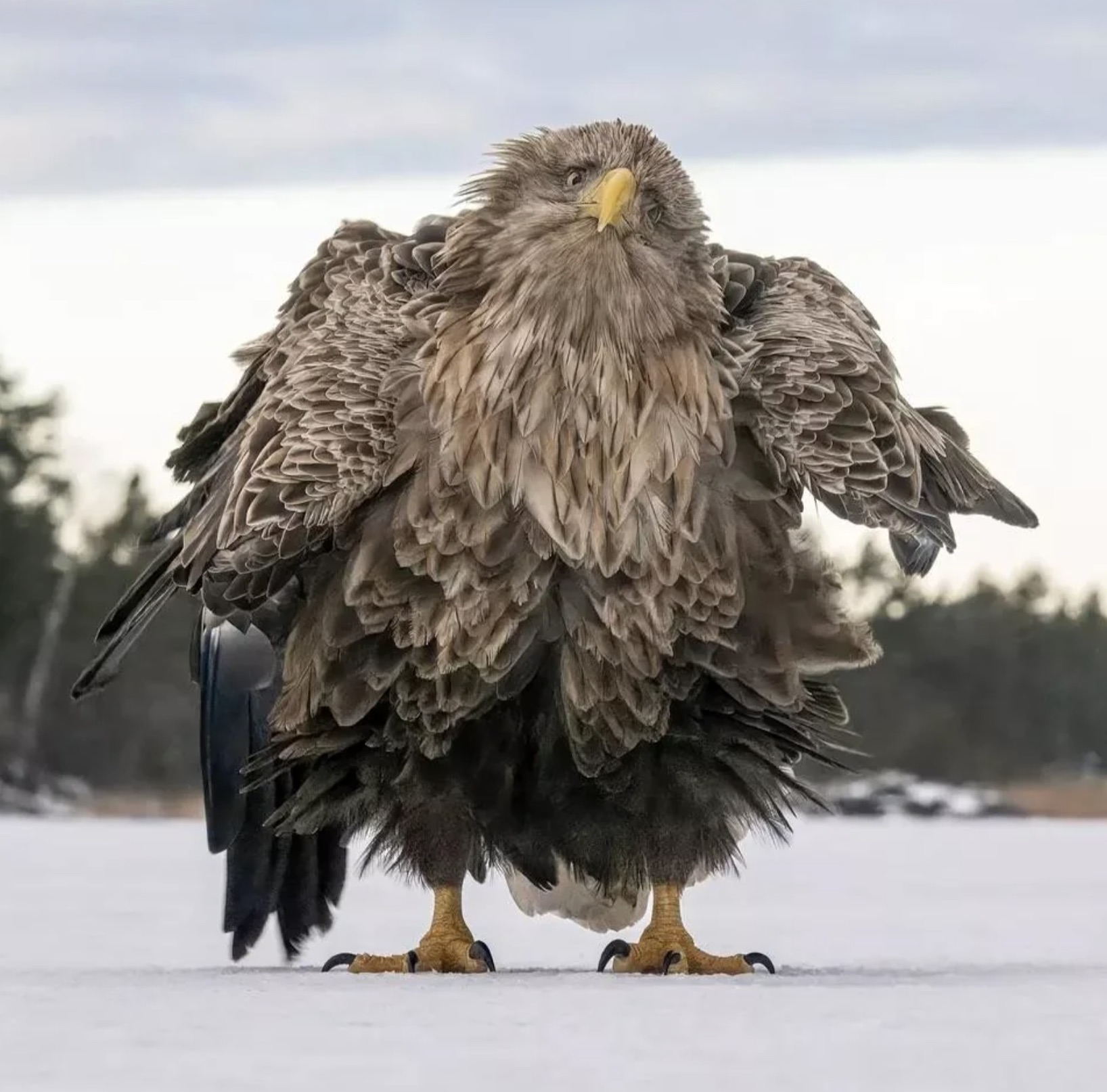 comedy wildlife photography awards 2024 finalists