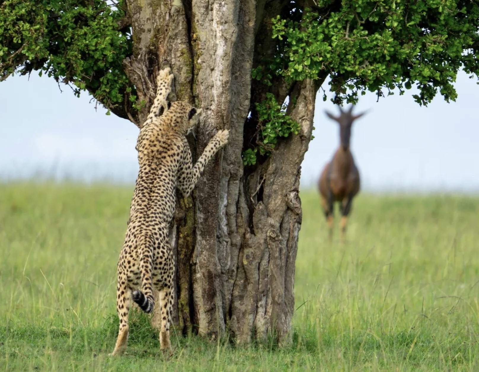 wildlife photography comedy awards 2024