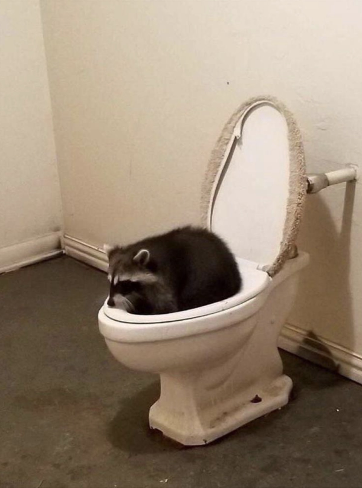 raccoon in toilet