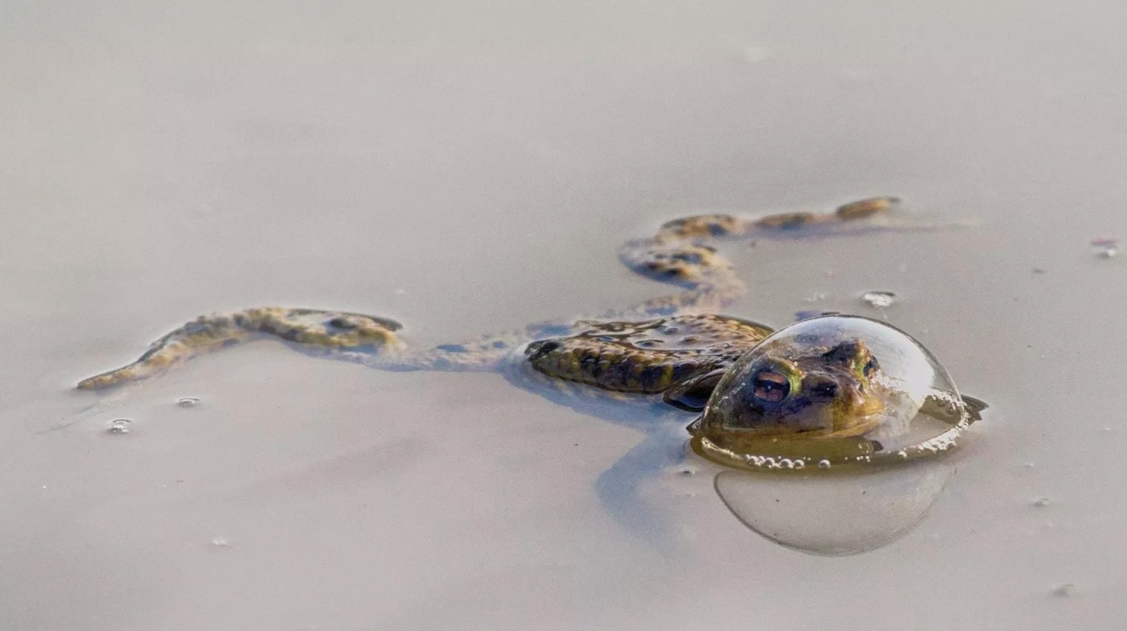 frog in a balloon eberhard