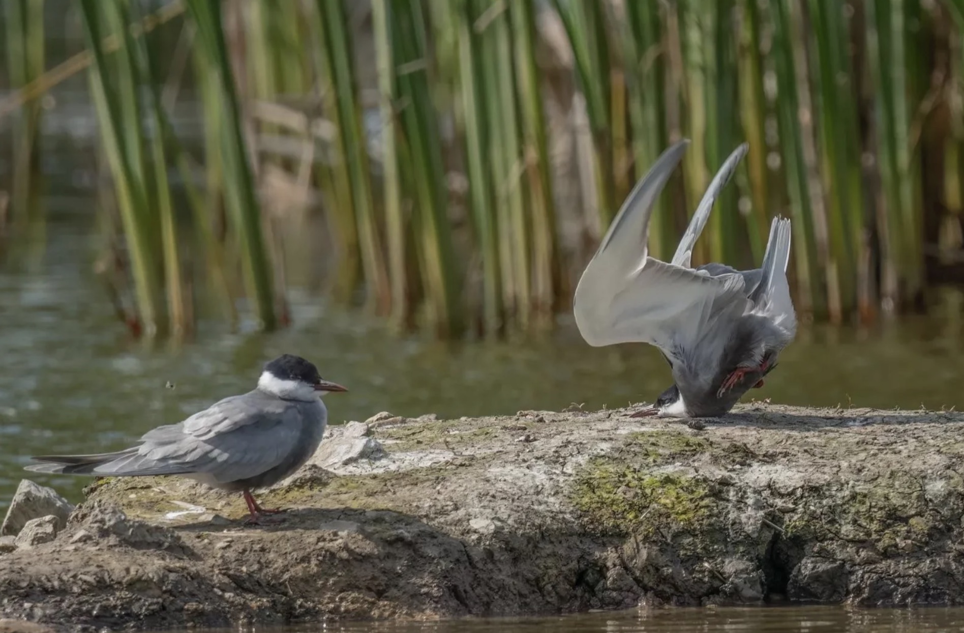 Whiskered tern