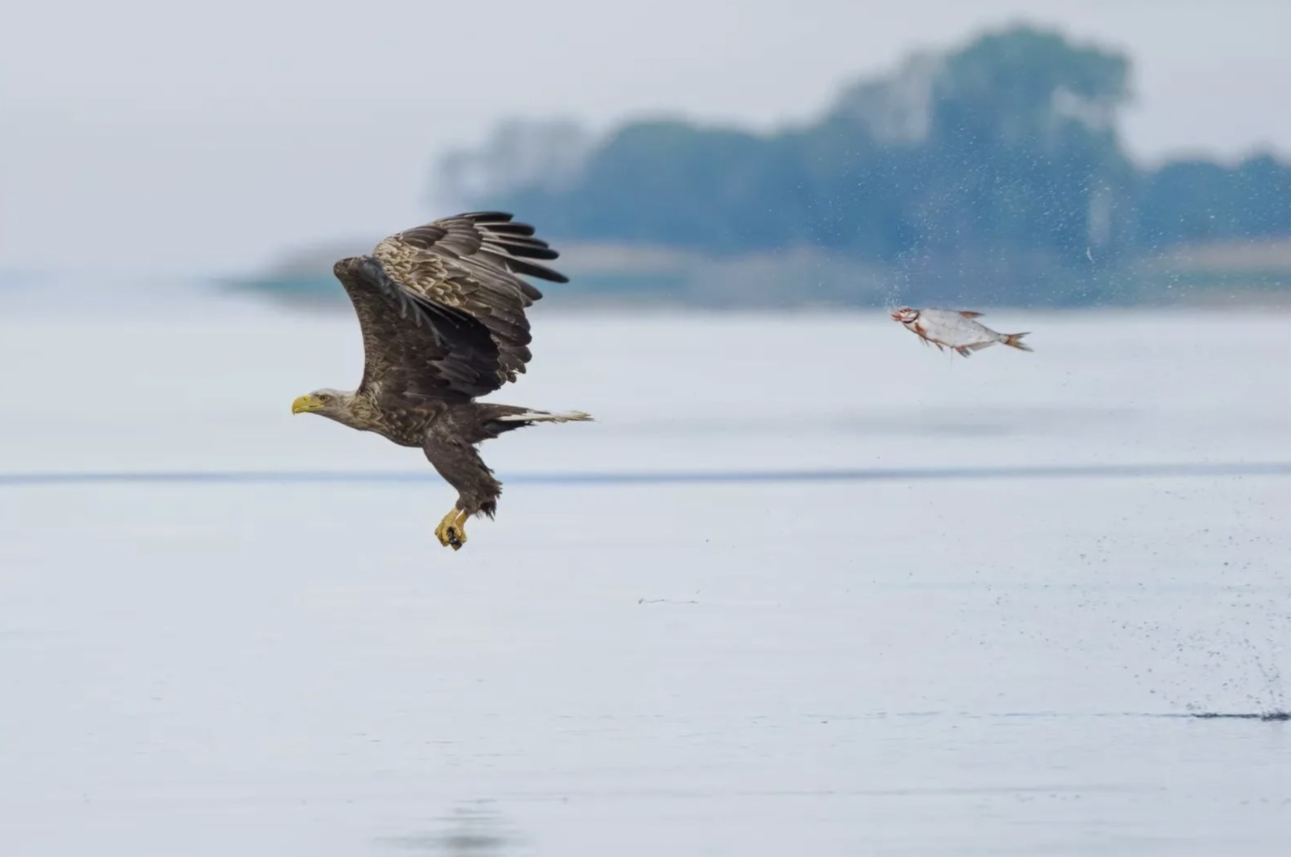 nikon comedy wildlife photography awards finalists