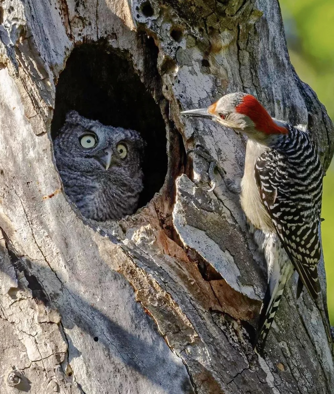 comedy wildlife photography awards funny animal