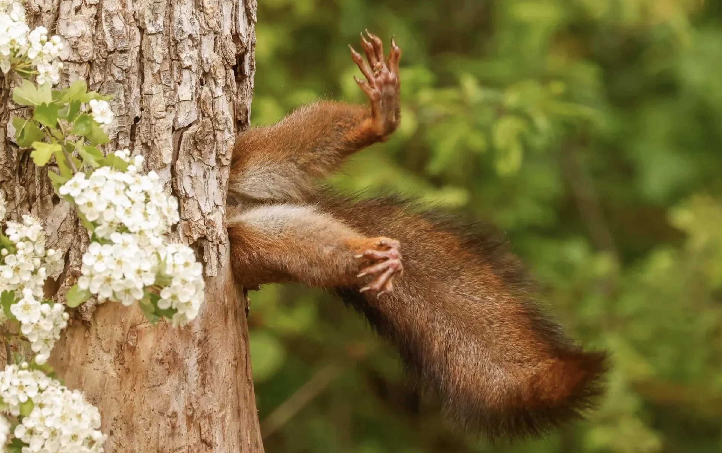 comedy wildlife photography awards 2024 finalists