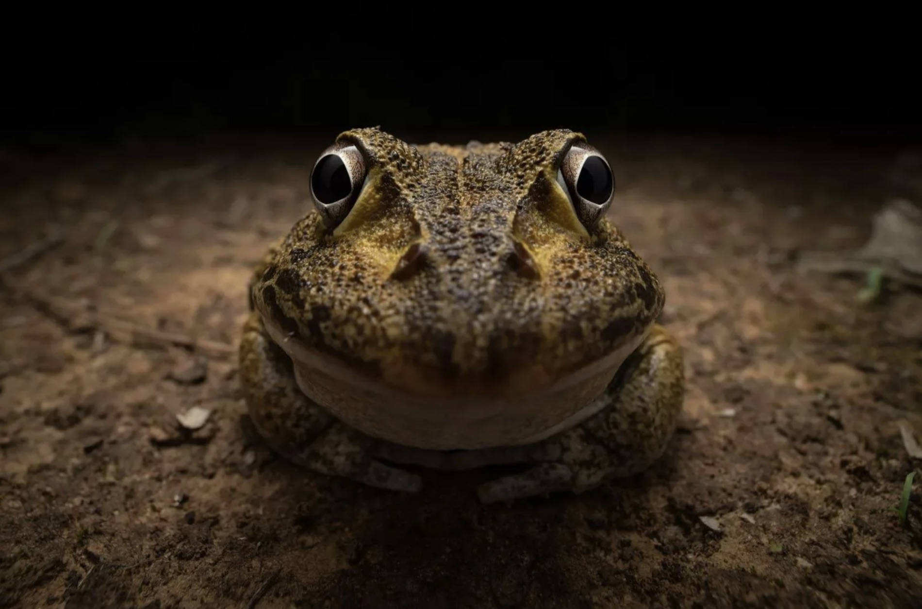 awkward smiley frog kingston tam nikon 2024