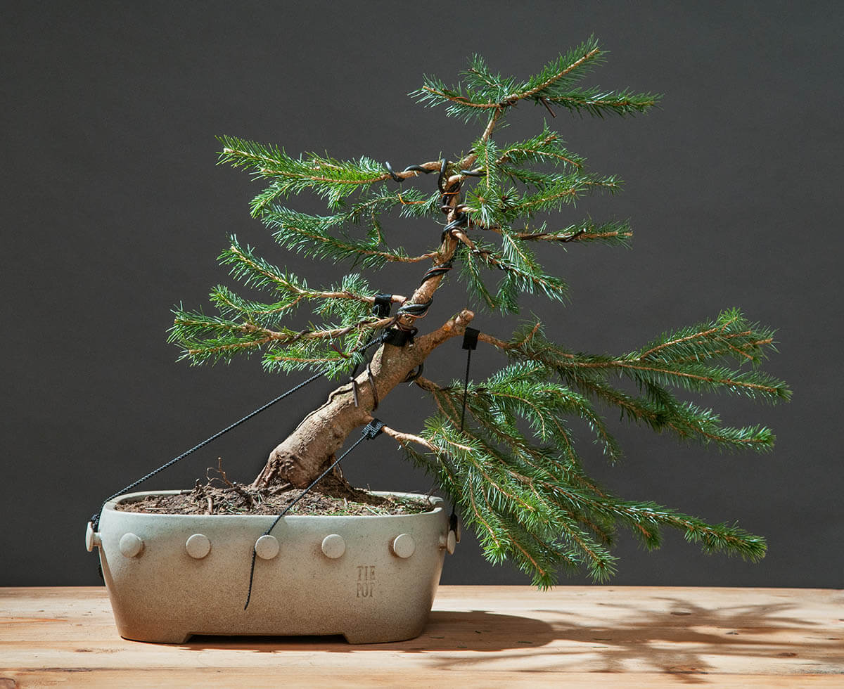 bonsai - Tie Pot