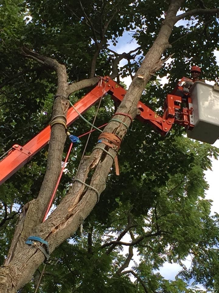 tree bracing