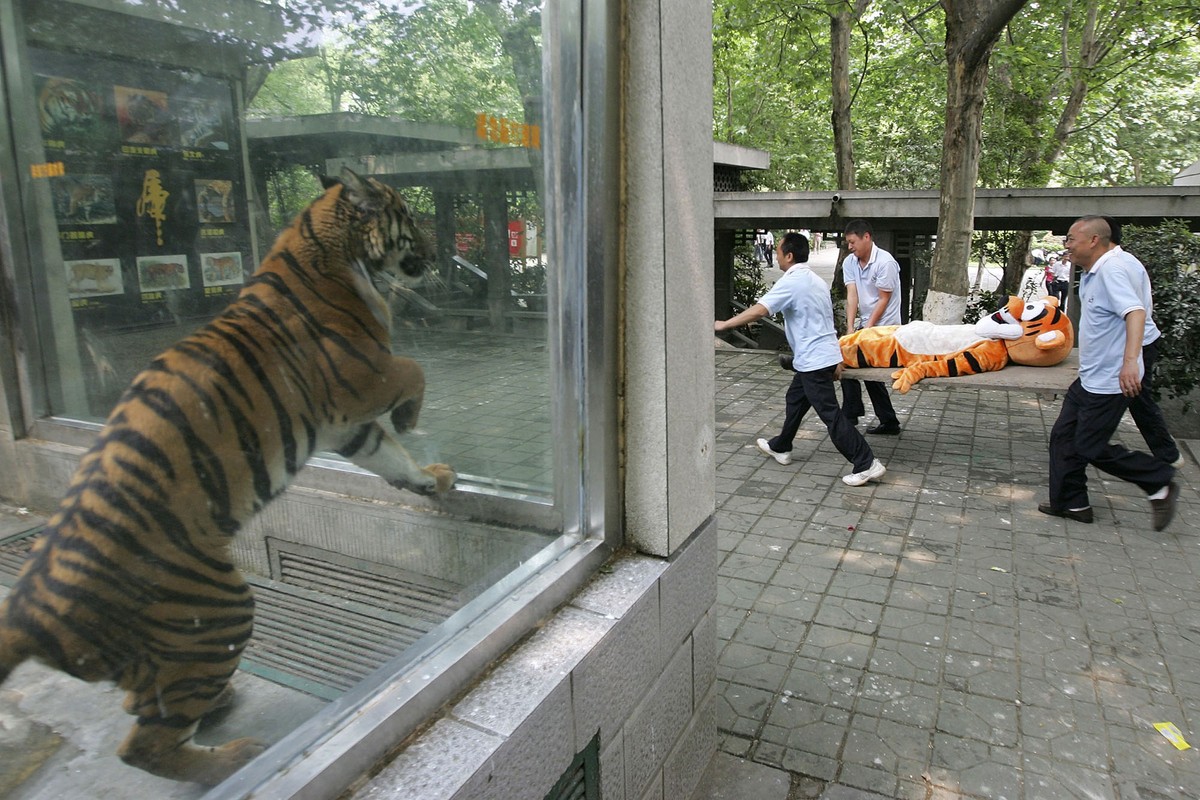 28 Funny Pictures from Zoo Escape Drills