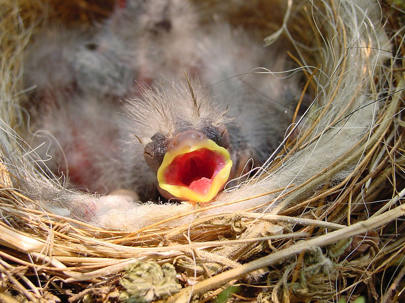 picking up baby birds