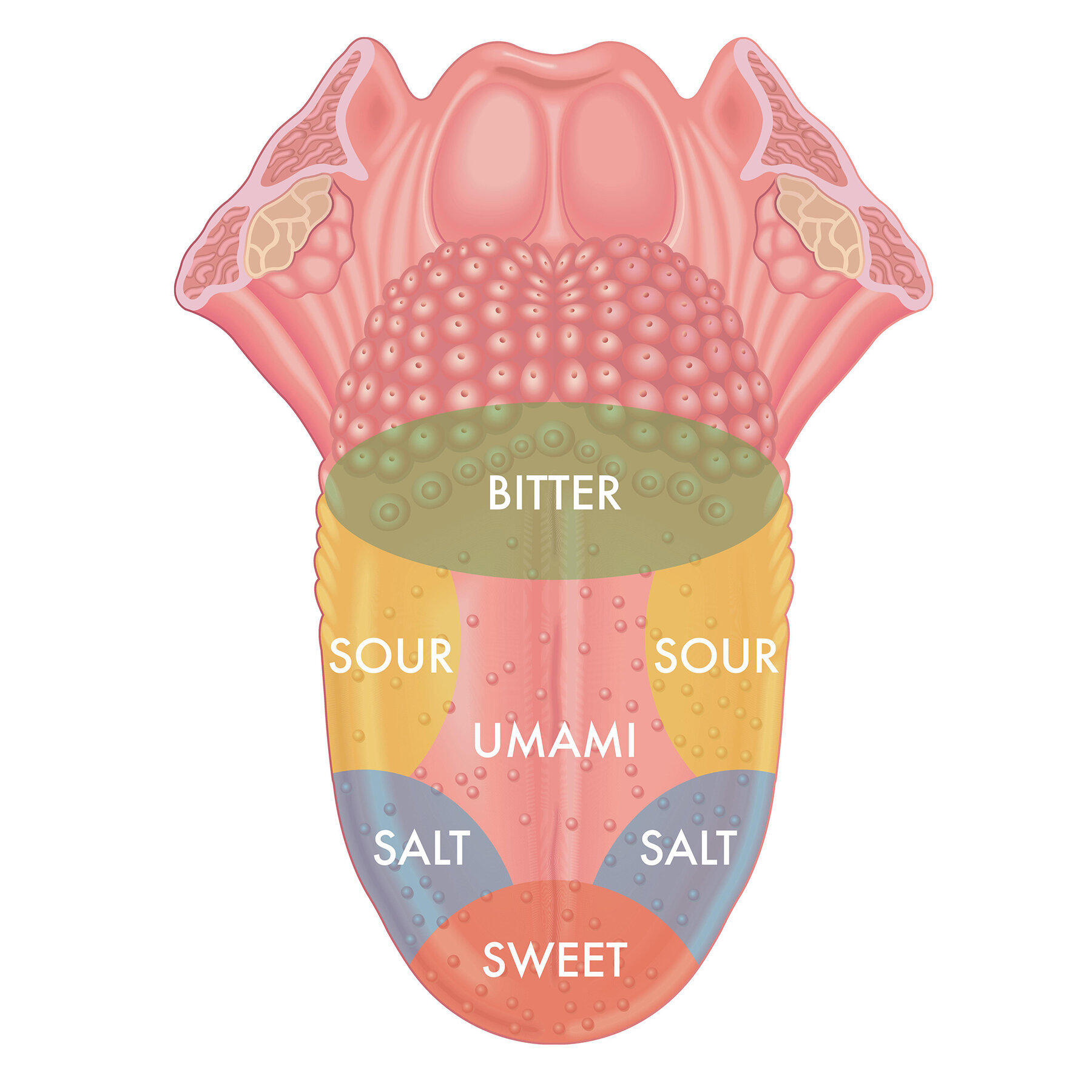 tongue taste diagram - Bitter Sour Sour Umami Salt Salt Sweet