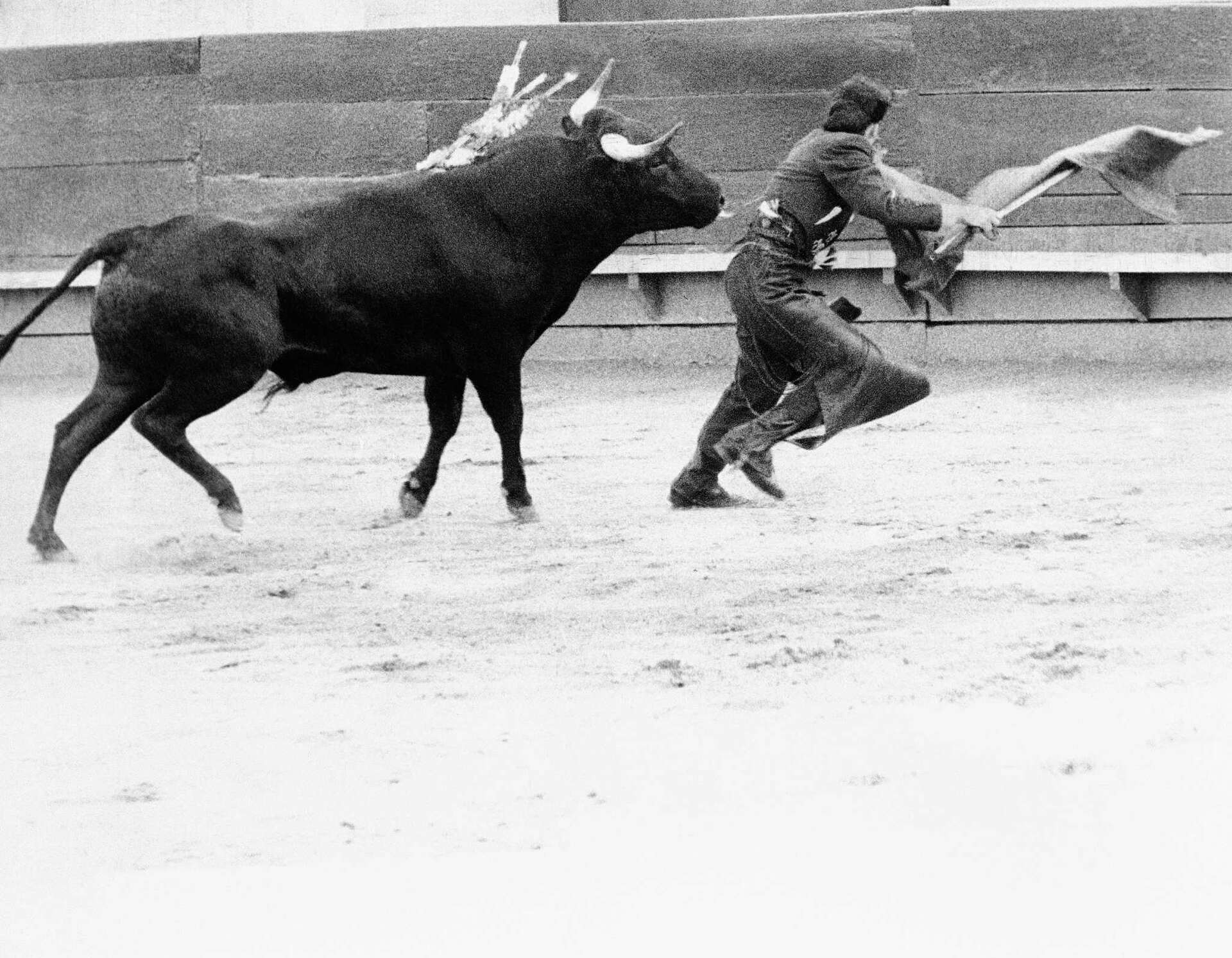 26 People Who Probably Regret Becoming Bullfighters