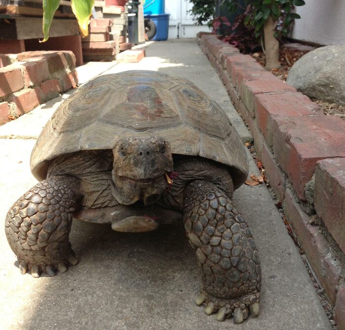 "My uncle's 56 year old tortoise, which he inherited from my grandparents."