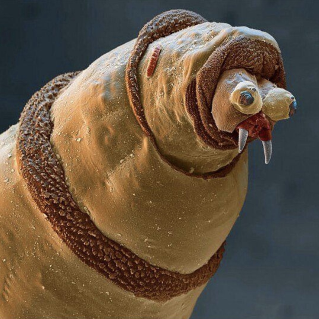 maggot microscope