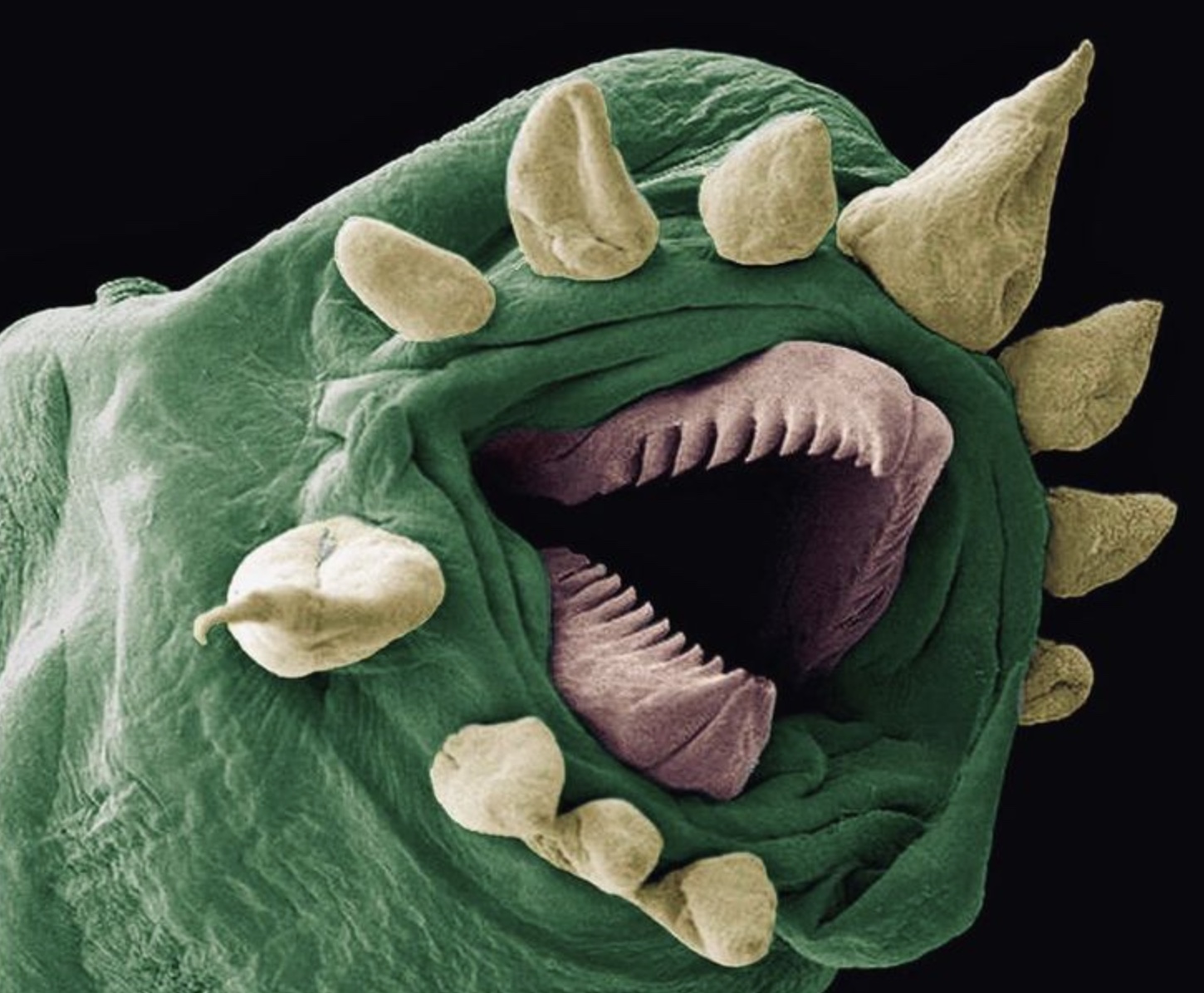 things under a microscope