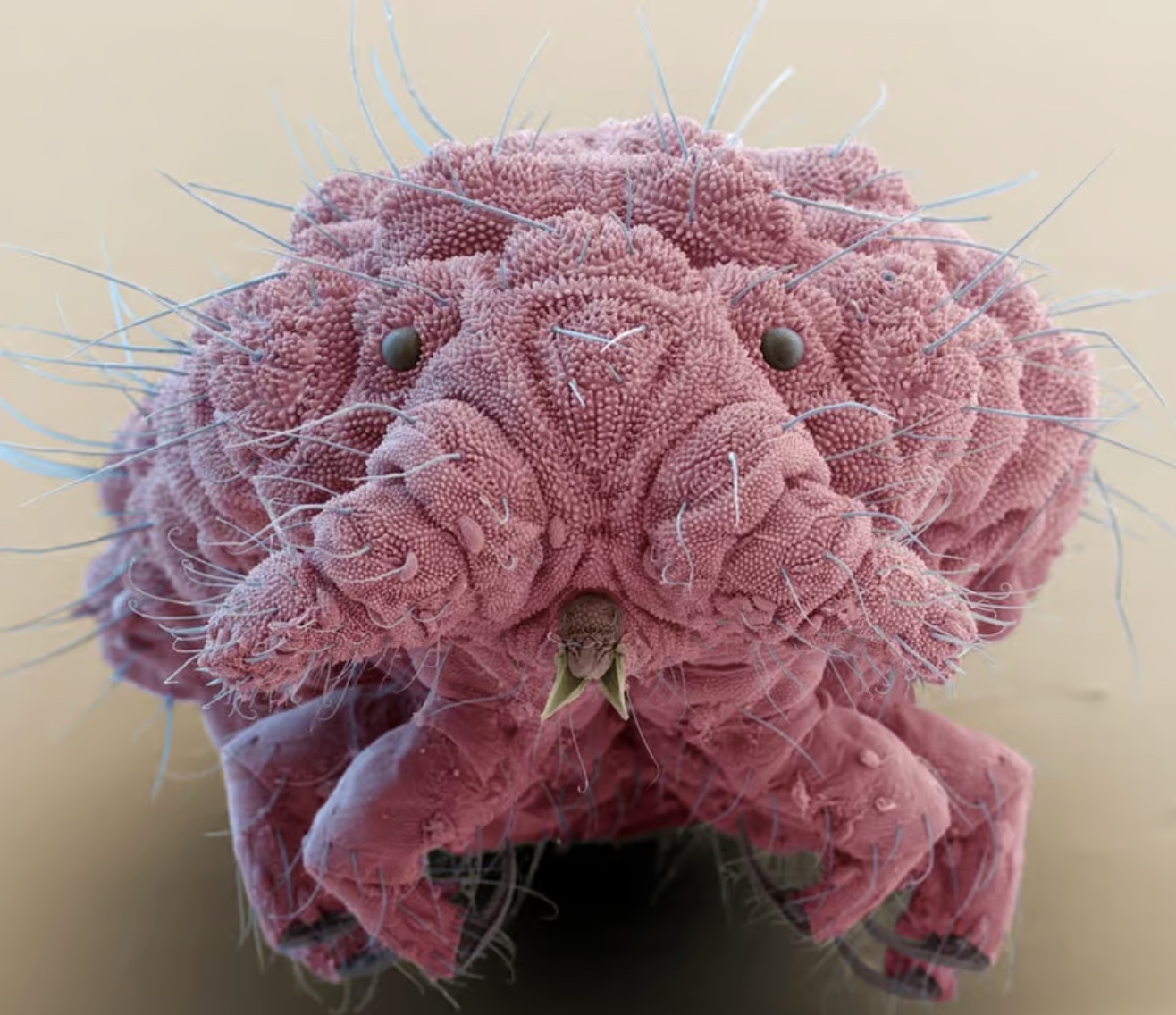 animals under microscope