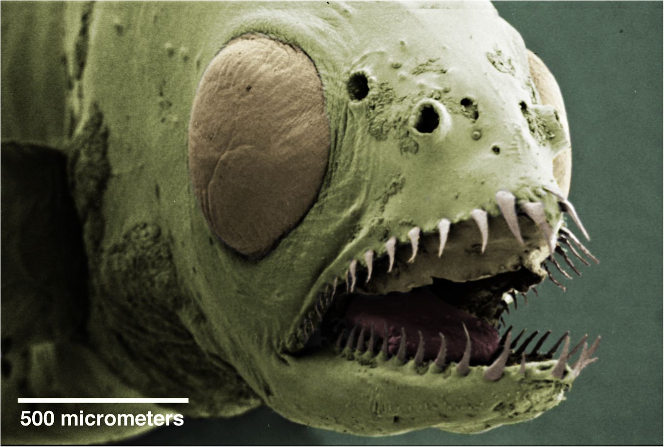 creatures under microscope - 500 micrometers