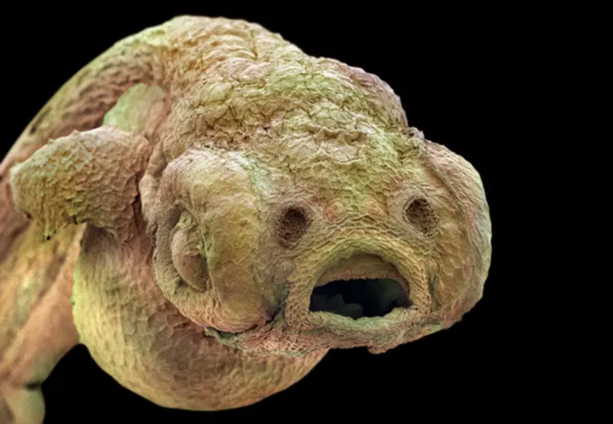 zebra fish under microscope