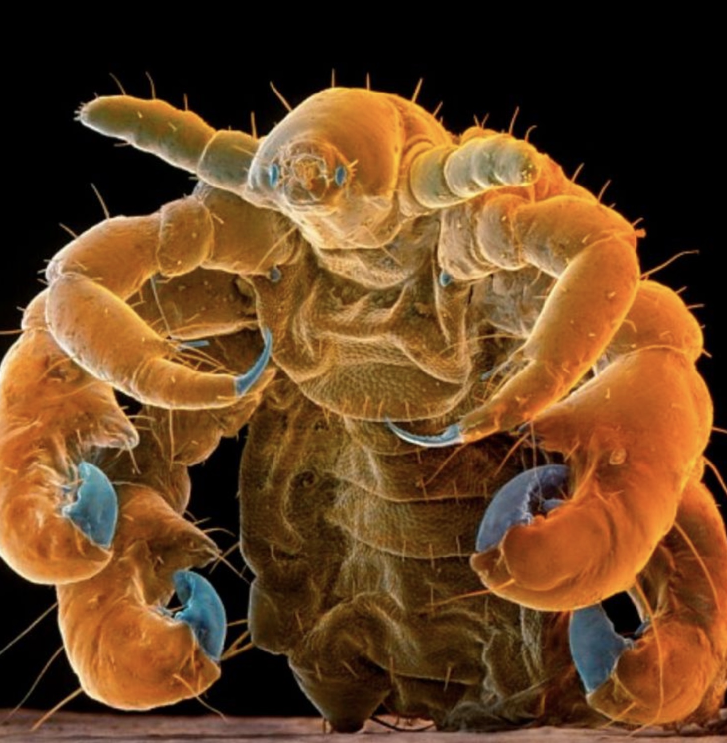 crab under microscope