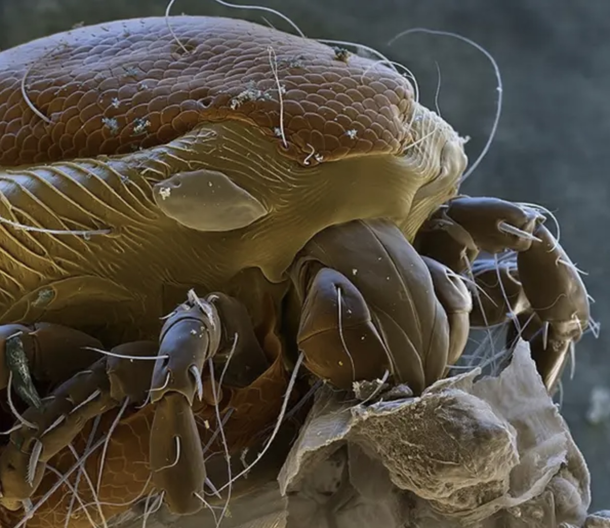 46 Tiny Demons from the Microscopic World