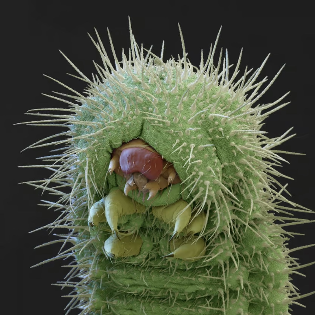 blue butterfly larvae