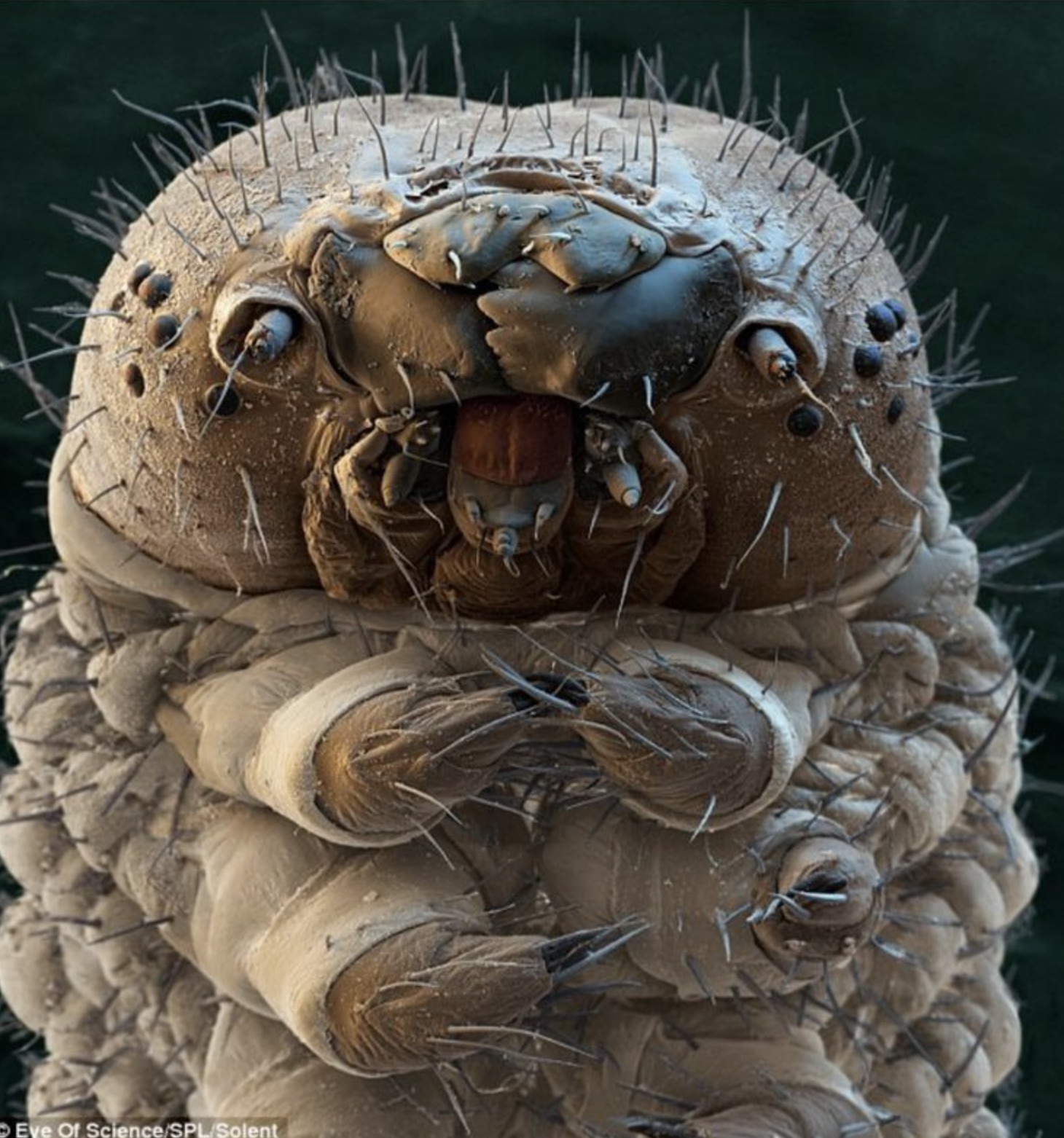 mites that live on your face - Eve Of ScienceSpl Solent