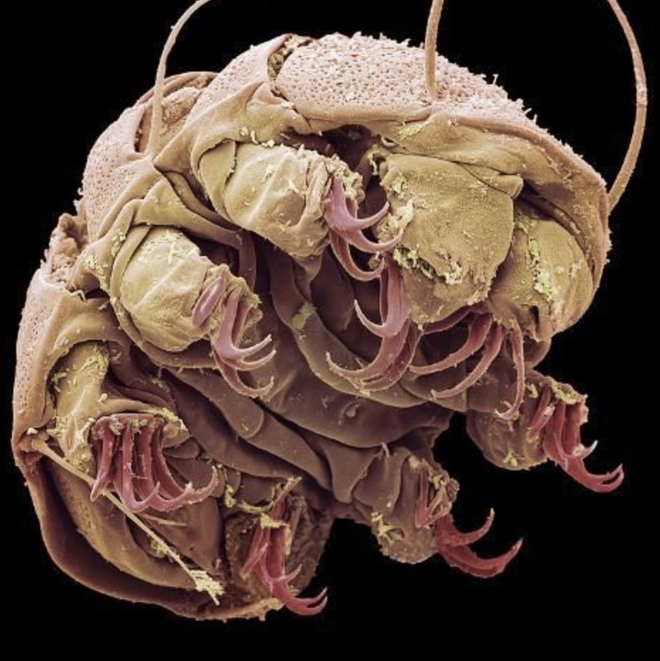 tardigrade sem