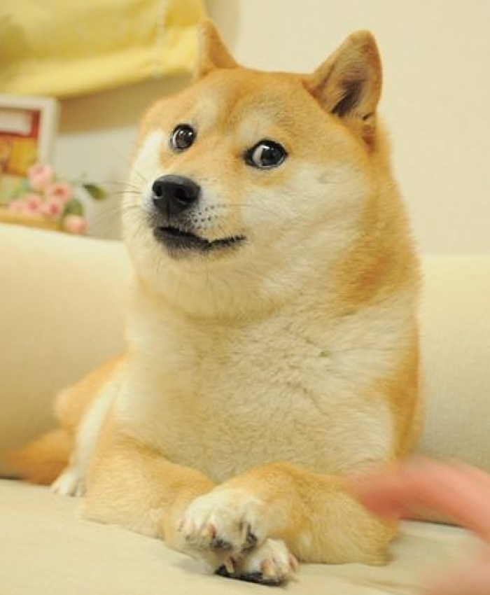 Kabosu (18): The Shiba Inu behind the iconic "Doge" meme and a symbol of internet culture, Kabosu died at home in May.