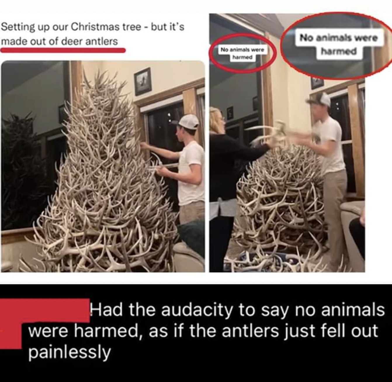 christmas tree made out of antlers - Setting up our Christmas tree but it's made out of deer antlers No animals were No animals were harmed Had the audacity to say no animals were harmed, as if the antlers just fell out painlessly