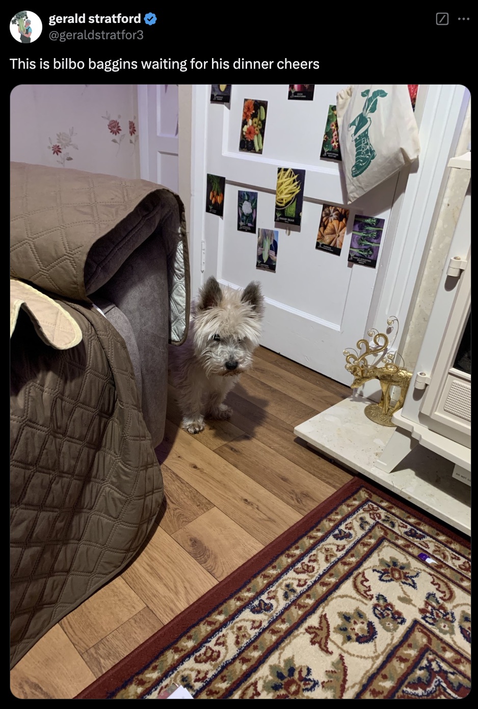 australian terrier - gerald stratford This is bilbo baggins waiting for his dinner cheers