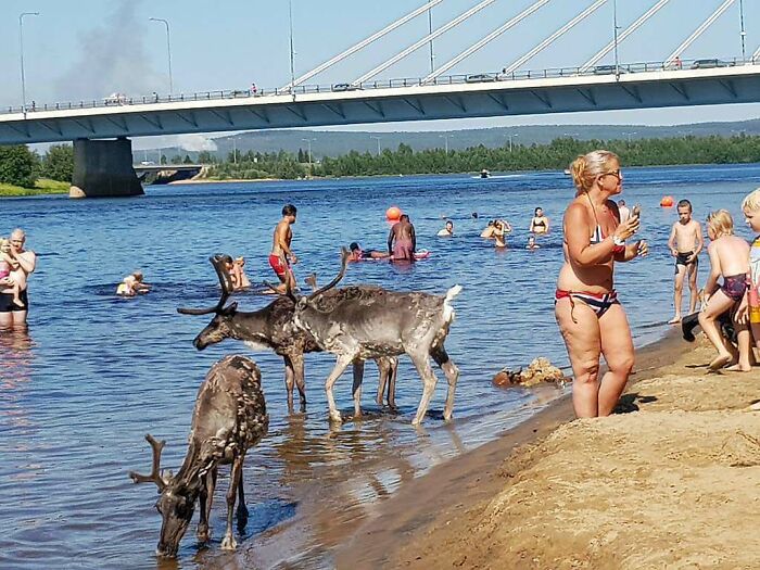 You know it's hot when typically skittish deer are just enjoy the water with the humans.