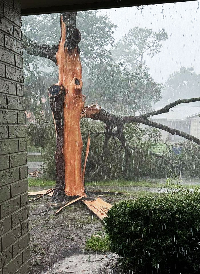 This tree 'exploded' after  getting hit by a lightning strike.