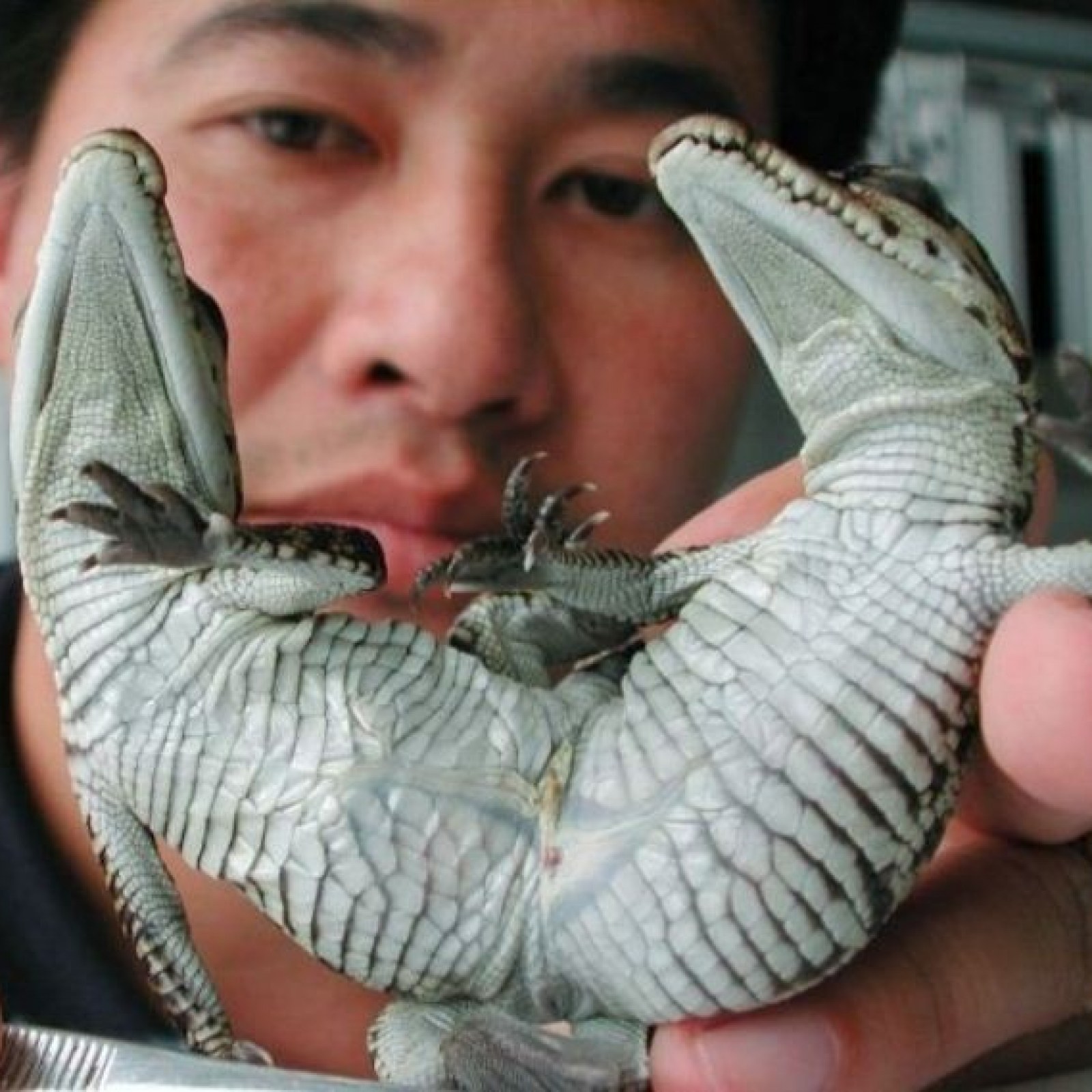 31 Animals Cursed With Two Heads By a Vengeful God