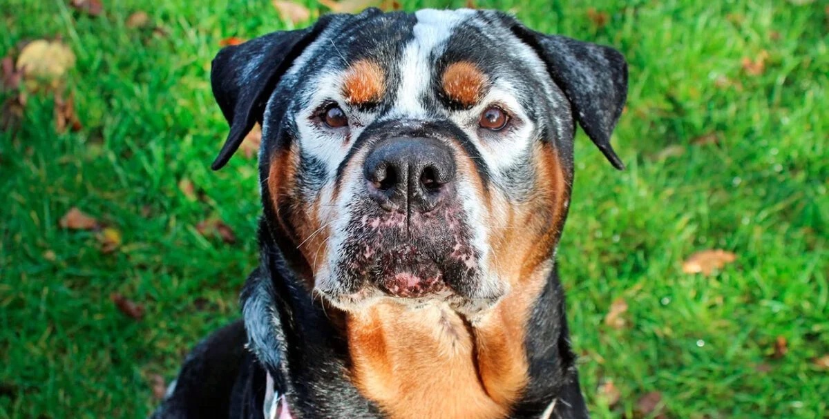 25 Animals with Vitiligo that Look Like Juggalos