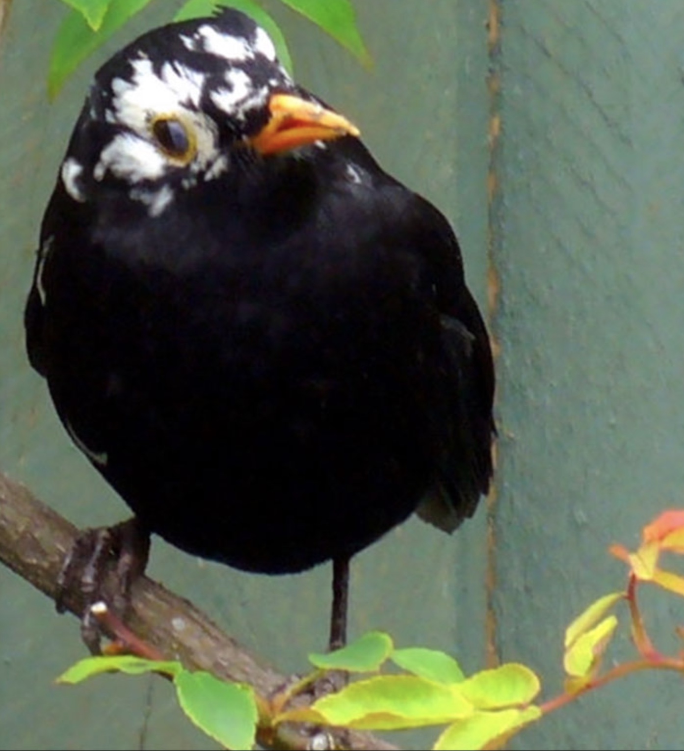 25 Animals with Vitiligo that Look Like Juggalos