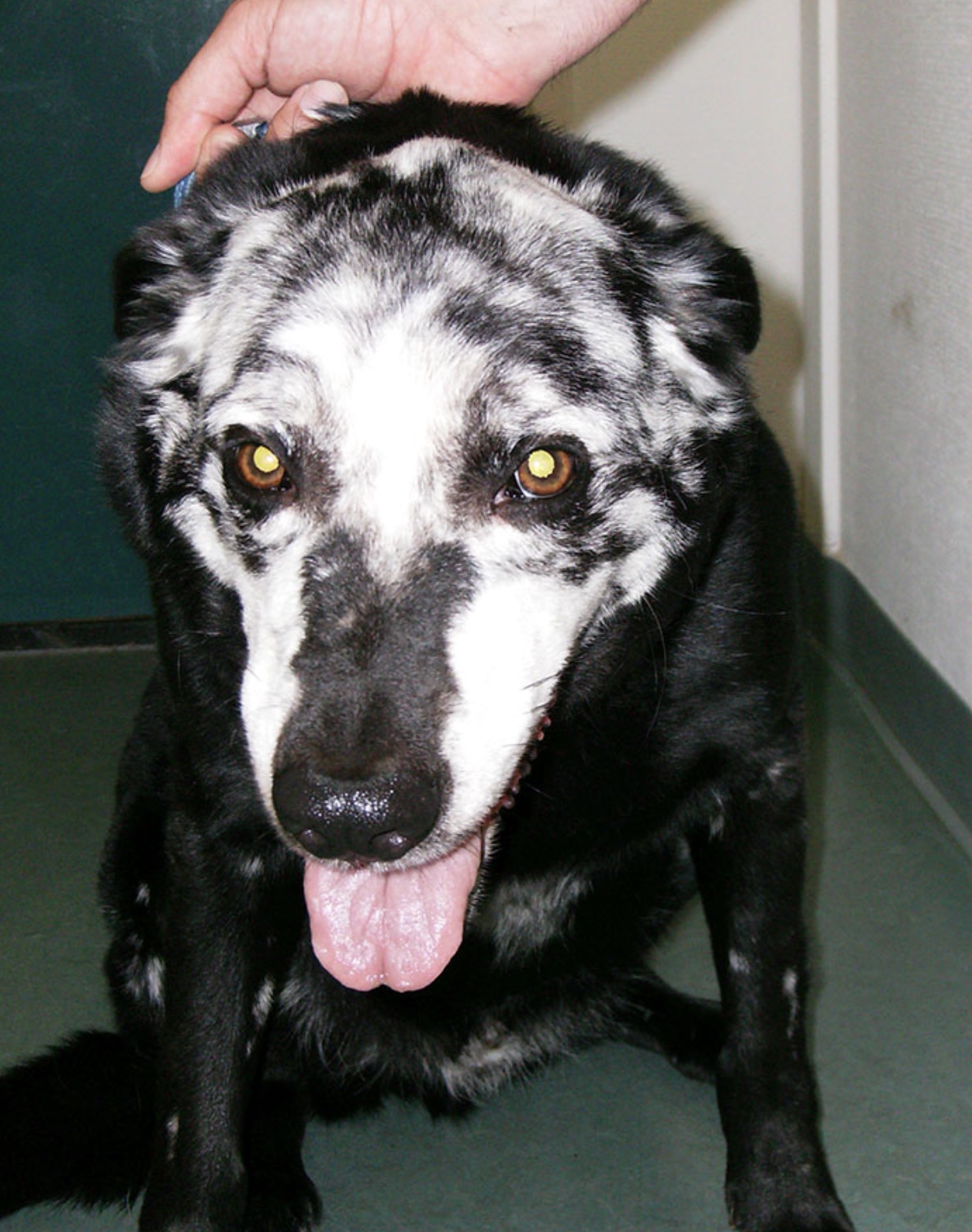 25 Animals with Vitiligo that Look Like Juggalos