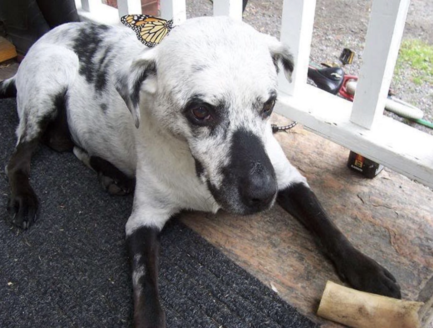 25 Animals with Vitiligo that Look Like Juggalos