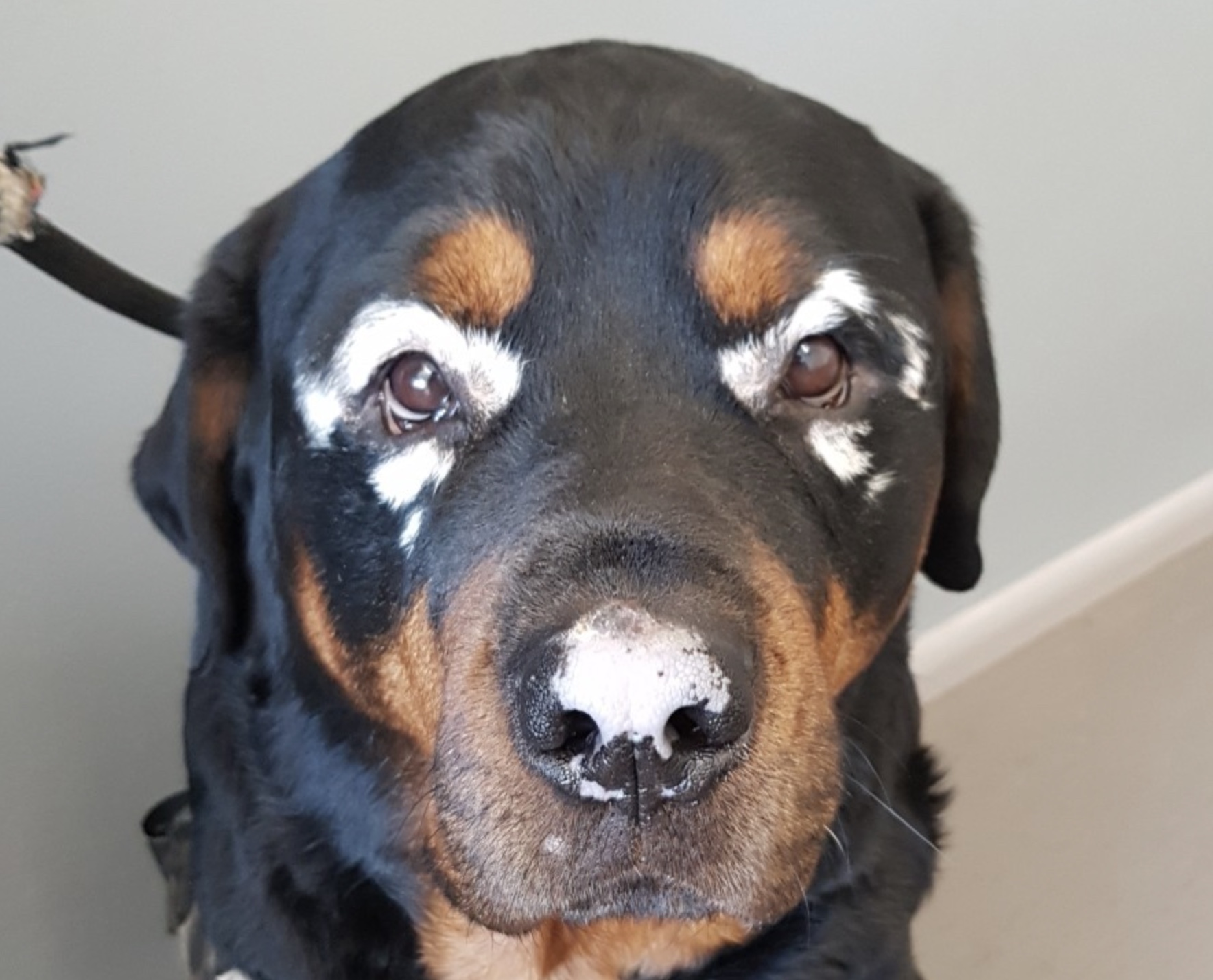 25 Animals with Vitiligo that Look Like Juggalos