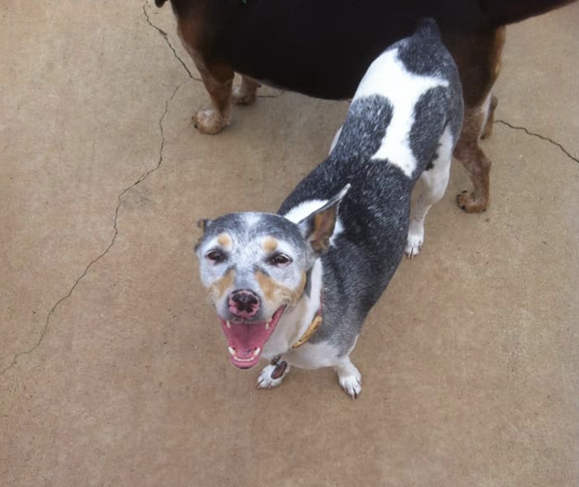 25 Animals with Vitiligo that Look Like Juggalos