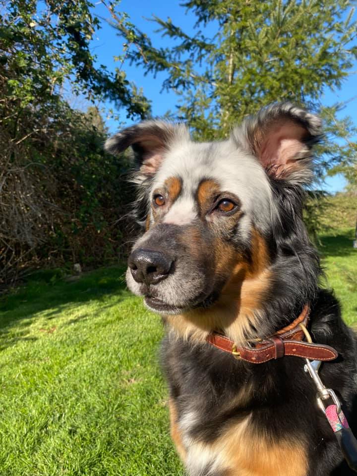 25 Animals with Vitiligo that Look Like Juggalos