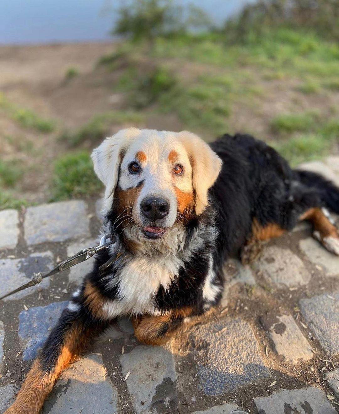 25 Animals with Vitiligo that Look Like Juggalos