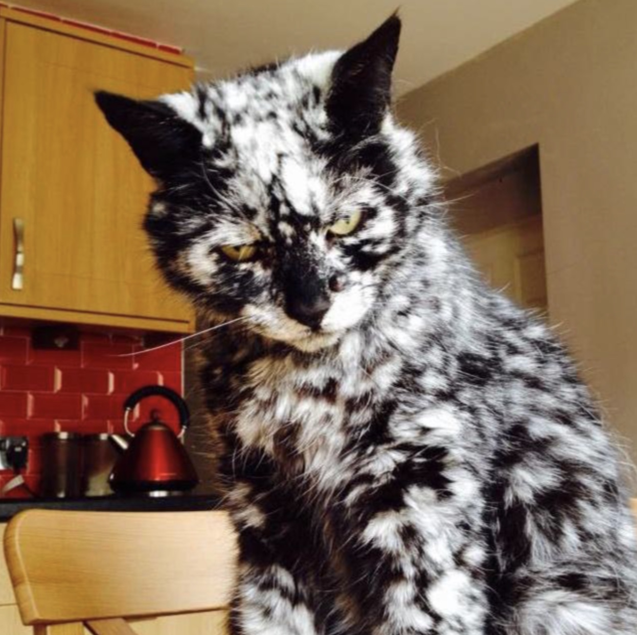 25 Animals with Vitiligo that Look Like Juggalos